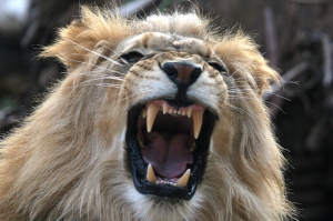 wild-animal-park-male-lion-teeth-8x12.jpg